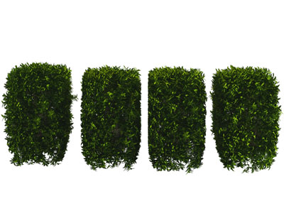 现代景观灌木植物丛