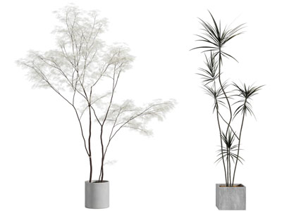 现代花盆盆景盆栽植物