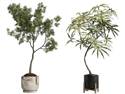 现代花盆盆栽植物