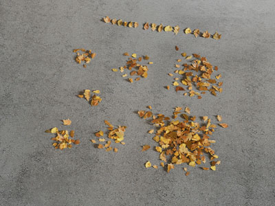 现代枯黄的落叶