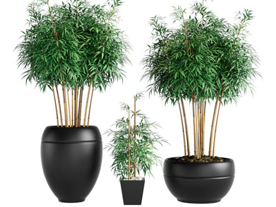 新中式花盆竹子盆景盆栽植物