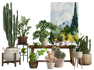 现代花盆盆栽植物