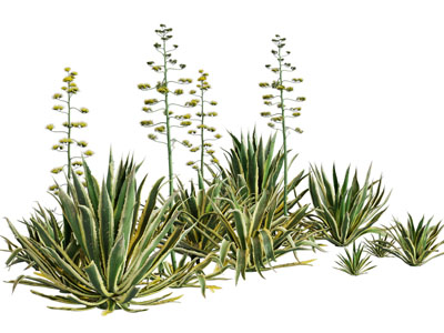 现代芦荟花草植物