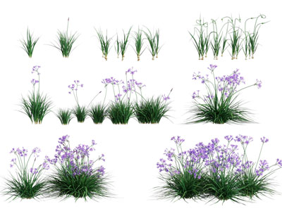 现代花草花卉植物