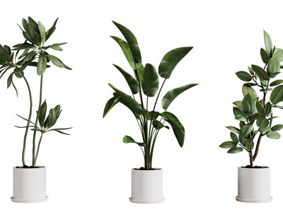 现代花盆盆栽植物