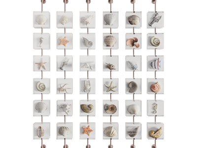 现代贝壳 海螺 海洋生物标本展示墙 墙饰