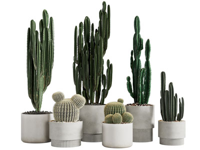 现代花盆多肉植物盆栽