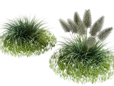 现代花草 花卉植物