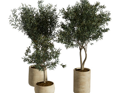 现代花盆盆栽植物