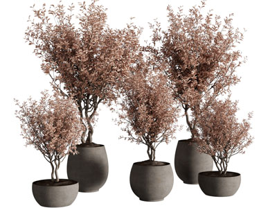 侘寂风花盆盆栽植物