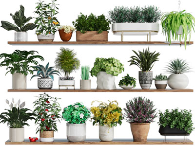 现代花盆盆栽植物