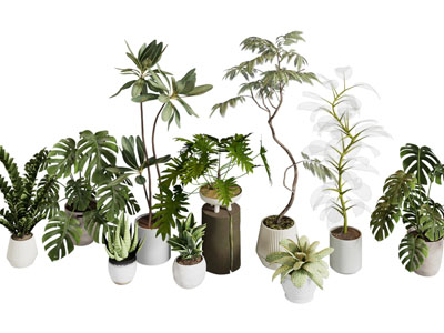 现代花盆盆栽植物