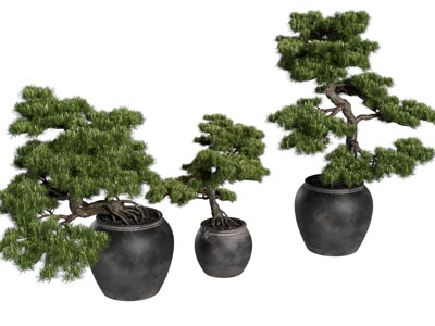新中式松树盆景盆栽