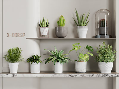 现代花盆盆栽植物