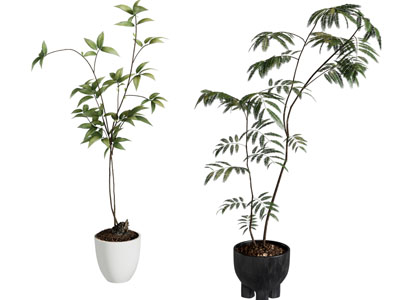 现代花盆盆栽植物