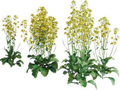 现代油菜花花草植物