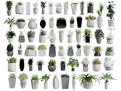 现代花盆盆栽植物