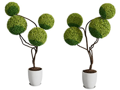 现代花盆盆栽植物