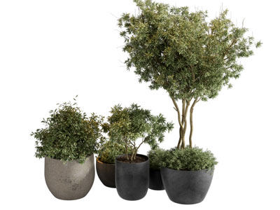 现代花盆盆栽植物