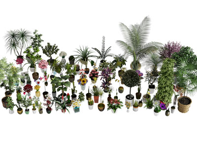 现代花盆盆栽植物