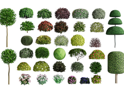 现代造型景观灌木植物丛