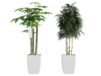 现代花盆盆栽植物