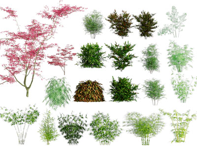 现代景观树木 灌木 花草植物