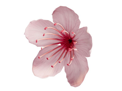 现代花朵花卉植物