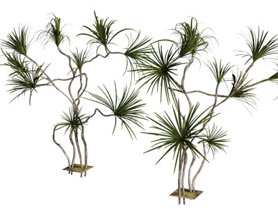 现代景观植物 树木