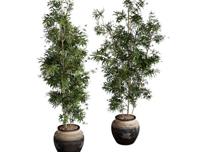新中式陶瓷花盆盆栽竹子植物