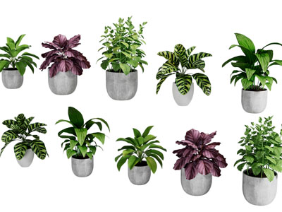 现代花盆盆栽植物