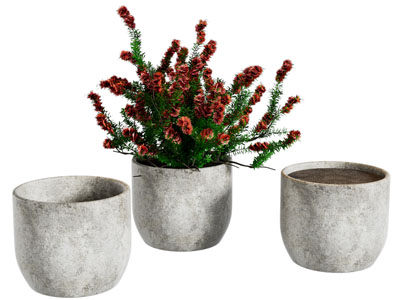 现代水泥花盆盆栽植物