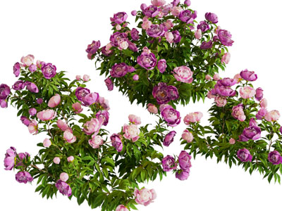 现代花卉花草植物