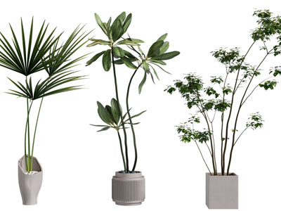 现代花盆盆栽植物