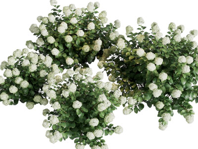 现代花草花卉植物