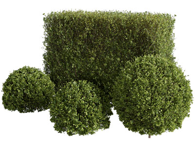 现代景观造型灌木植物丛