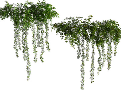 现代藤蔓植物 吊篮绿植3d模型 现代藤蔓植物 吊篮绿植