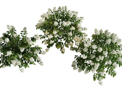 现代花卉花草植物