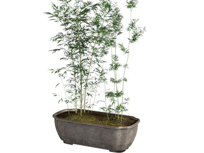 新中式花盆盆栽竹子植物