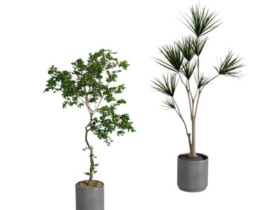 现代花盆盆栽植物