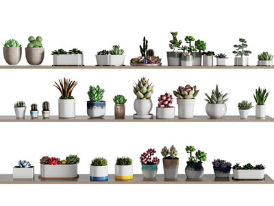 现代花盆盆栽植物