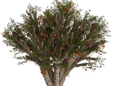 现代开红花的景观树木