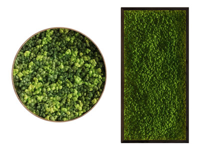 现代方形 圆形装饰植物挂画3d模型 现代方形 圆形装饰植物挂画