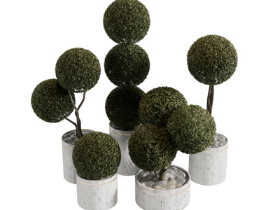 现代花盆盆景盆栽植物