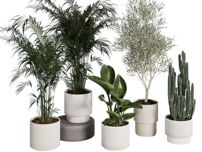 现代花盆盆栽植物