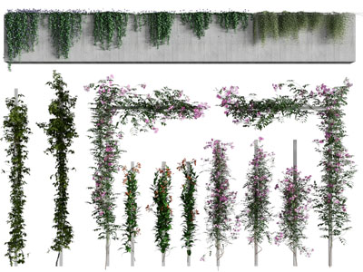 现代藤蔓植物 植物墙