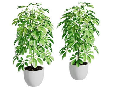 现代花盆盆栽植物