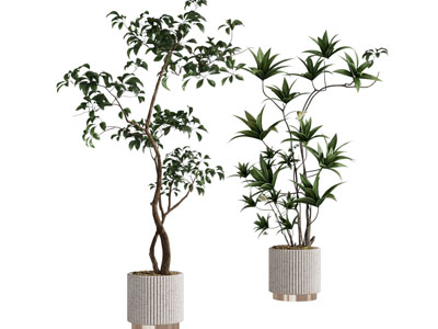 现代花盆盆栽植物