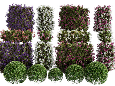 现代花草 花卉 灌木景观植物