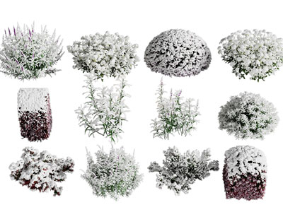 现代花卉 花草植物